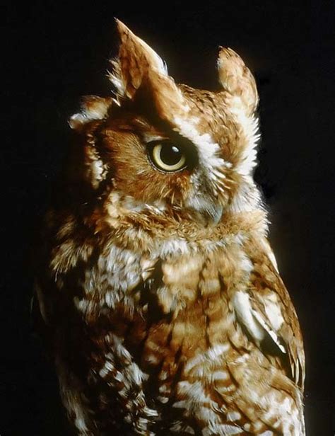 Urban Habitats History Of The Eastern Screech Owl Megascops Asio