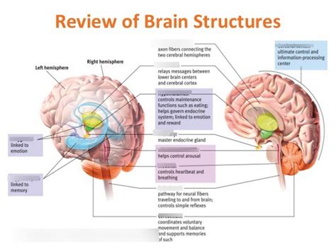 Brain structures Diagram | Quizlet