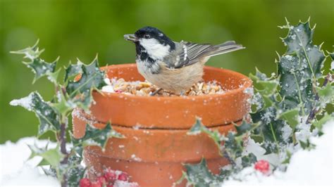 Feeding birds in the winter | PetsRadar