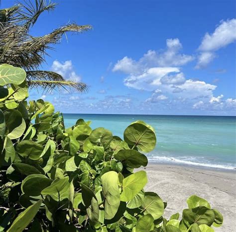 Pin By Marsha Lingle On BEACH 1 Plant Leaves Beach Plants