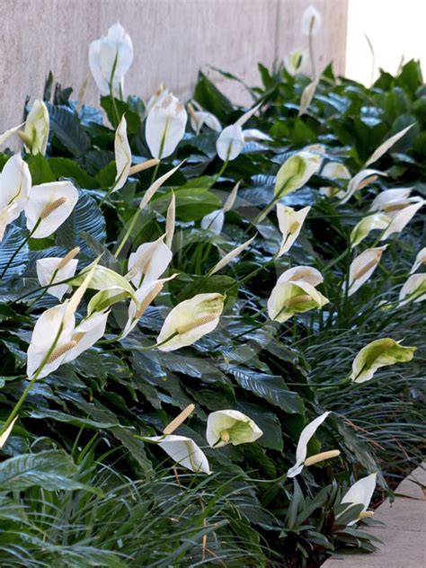 Spathiphyllum Wallisii Peace Lily Information And Photos