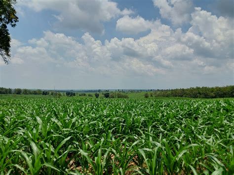 Kawasan Hutan Dengan Tujuan Khusus Berubah Menjadi Kebun Jagung