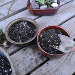 Potting Mixes For Succulent Plants