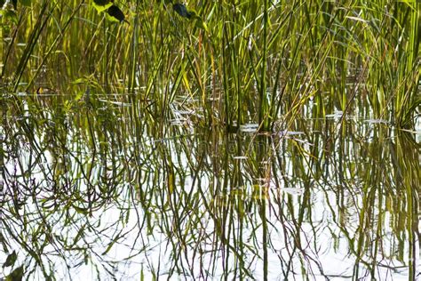 Summer Nature Details Green Grass And Foliage In Wet Place Near The Wild Lake In The Forest