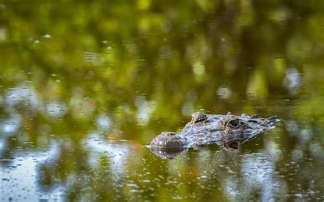 Une naissance vierge observée chez un crocodile pour la première fois