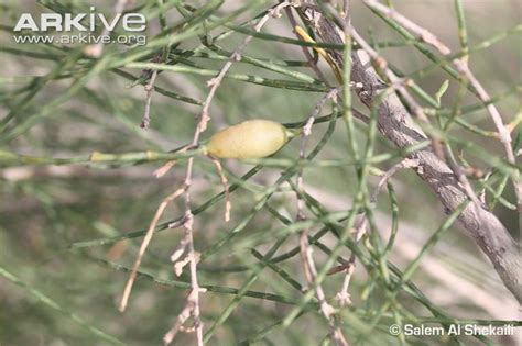 haloxylon persicum alchetron   social encyclopedia