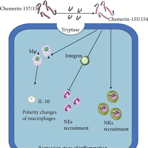 Roles Of Chemerin In Chronic Inflammation A Stimulation Of Chronic