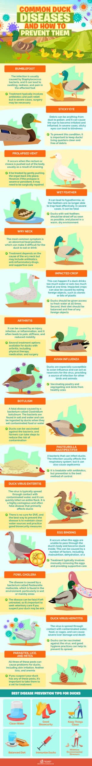 15 Common Duck Diseases and How To Prevent Them