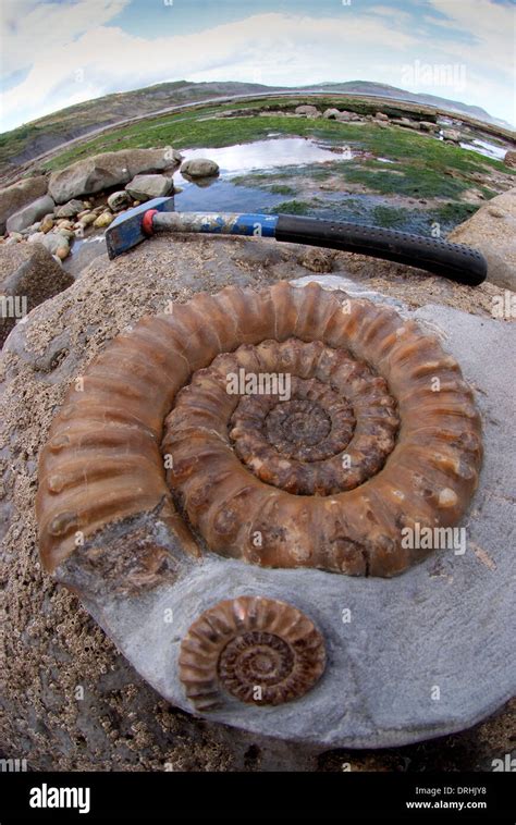 A Fossil Ammonite On The Beach On The Jurassic Coast In Lyme Regis