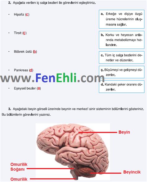 7 Sınıf Fen Bilimleri Ders Kitabı Cevapları 2015 2016 FenEhli