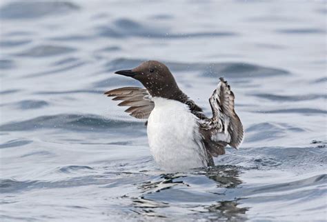 Guillemot stock photo. Image of arctic, inflight, wetland - 156376116