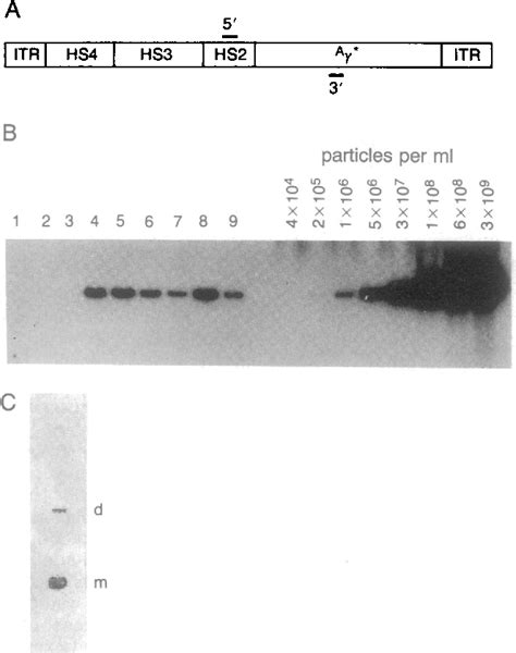 Figure 1 From Erratum Recombinant Adeno Associated Virus RAAV