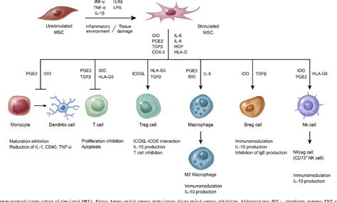 Figure From Immunomodulatory Mechanisms Of Mesenchymal Stem Cells And