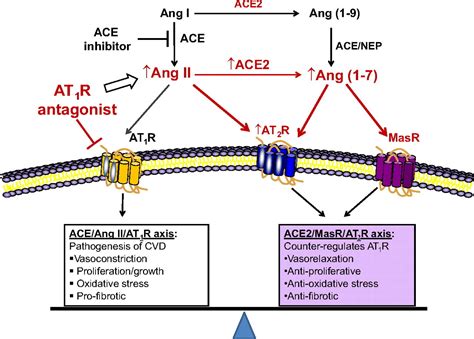 Ganging Up On Angiotensin II Type 1 Receptors In Vascular Remodeling