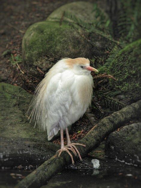 Premium Photo Close Up Of Cattle Egret On Tree Branch