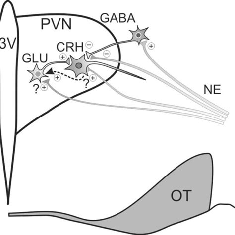 Model Of Noradrenergic Regulation Of PVN CRH Neuron Activity