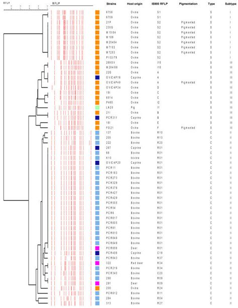 UPGMA Dendrogram Based On IS900 RFLP Typing Using Bst EII On A Panel