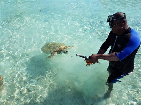 Feed The Turtles Little Farmer S Cay Staniel Cay Adventures Exuma Cays Bahamas