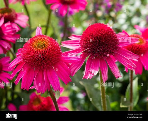 Bright Pink Blooms Of The Hardy Perennial Coneflower Echinacea