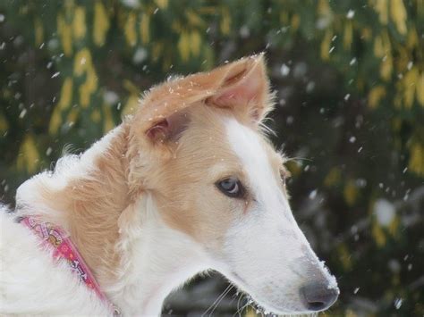 Borzoi Information And Dog Breed Facts