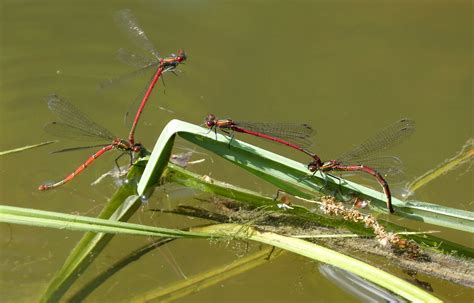 Large Red Damselflies Mating WWT Grafton Wood Worcs SO97 Flickr