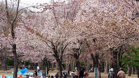 벚꽃 여행 준비 하자 2024 일본 벚꽃 개화시기 및 벚꽃 명소 추천