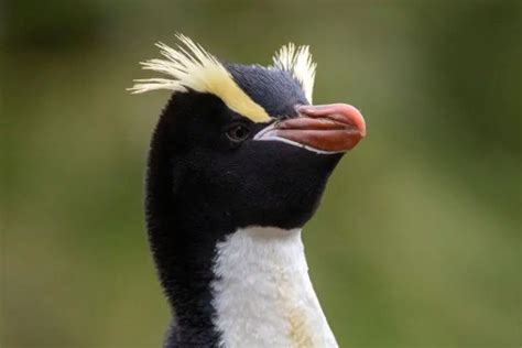 10 Epic Facts About Erect Crested Penguins Polar Guidebook