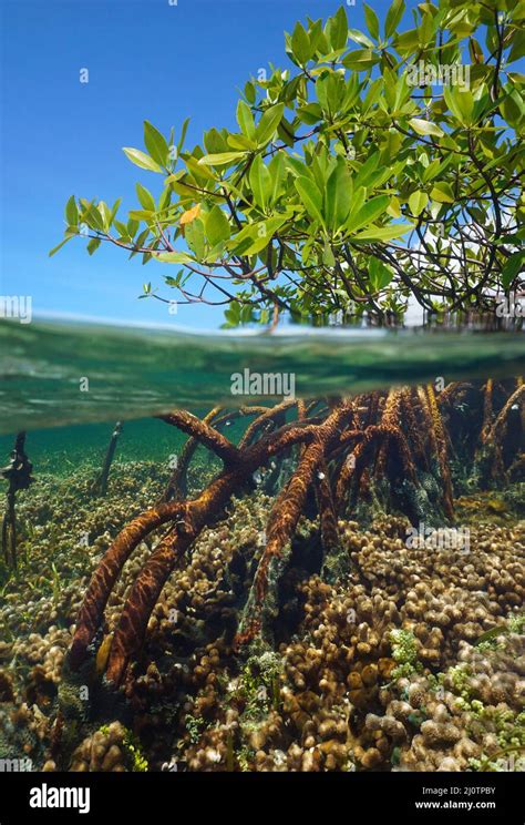 Manglar En El Mar Follaje Y Ra Ces Divisan El Nivel De Vista Sobre Y