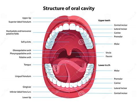 Struktur Der Mundhöhle Anatomie Des Menschlichen Mundes Vektor