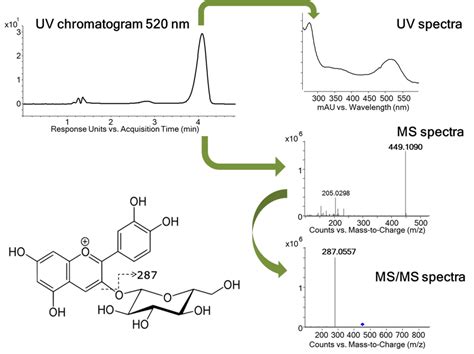 Fragmentation Pattern Of Cyanidin 3 O Glucoside MS MS Spectra Has Been