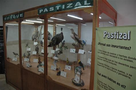 Museo Itinerante Del Museo De Las Aves De Mexico General Cepeda Coahuila