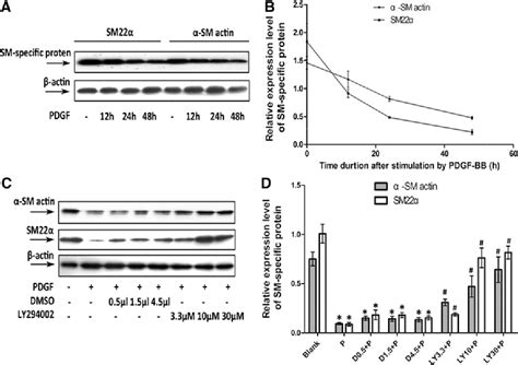 Figure 2 From Role Of The PI3K AKT Pathway In Modulating Cytoskeleton