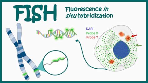 Fluorescence In Situ Hybridization FISH Application Of FISH