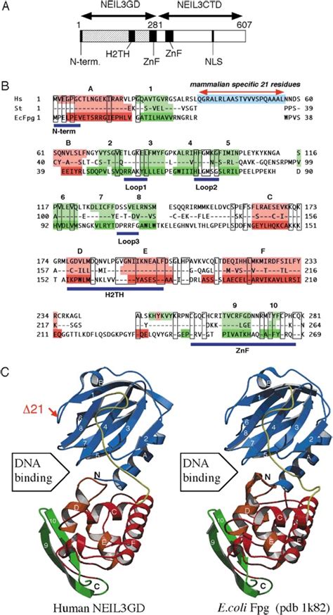 Neil3 Structure A Domain Structure Of Human Neil3 Neil3 Is Composed Download Scientific