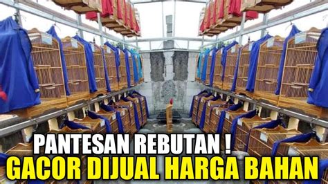 Apa Ga Rugi Jual Burung Pada Gacor Harga Bahan Pantes Jadi Rebutan