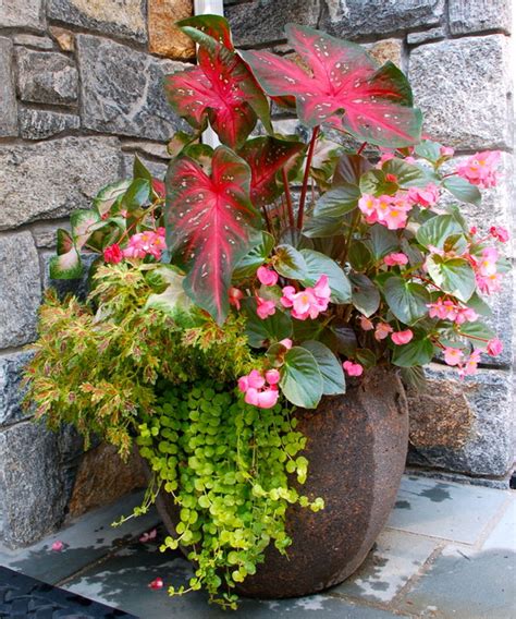 Container Plantings For Summer Classique Jardin New York Par