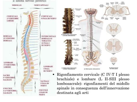 Ppt Il Sistema Nervoso Midollo E Nervi Spinali Powerpoint