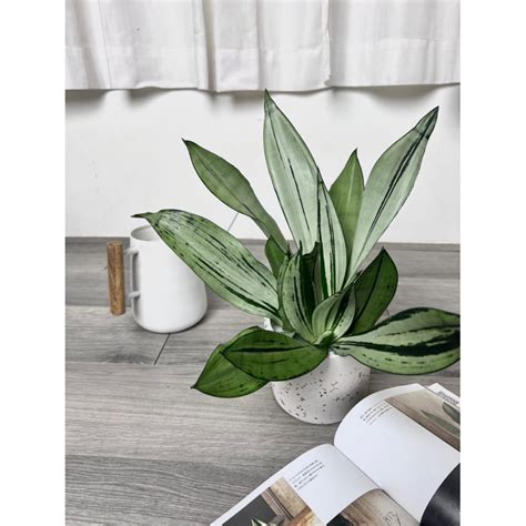 買一送一Dracaena trifasciata Brazilian Moonshine 月光綠鬼虎尾蘭 蝦皮購物