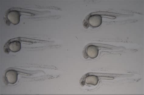 Zebrafish Microinjection - CONNIE WANG