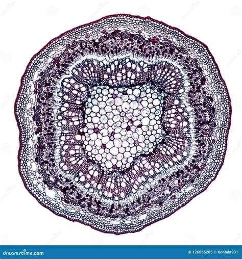 Stem Cross Section Microscope