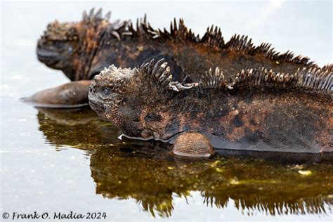 Galapagos Marine Iguana - Frank Madia Photography