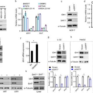 SIRT7 regulates HIF1α expression via IDH1 a Immunoblotting analysis of