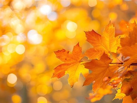 Premium Photo | Beautiful orange fall leaves autumn landscape background