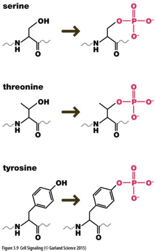 Cell Signaling II Flashcards Quizlet
