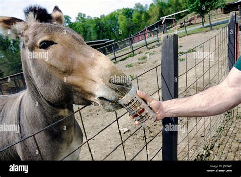 Hybrid donkey hi-res stock photography and images - Alamy