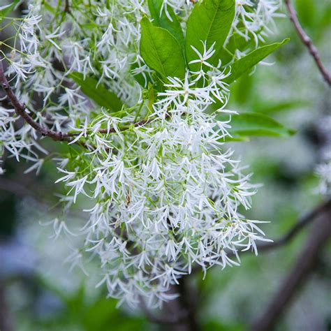 Chinese Fringe Tree For Sale On Plantingtree