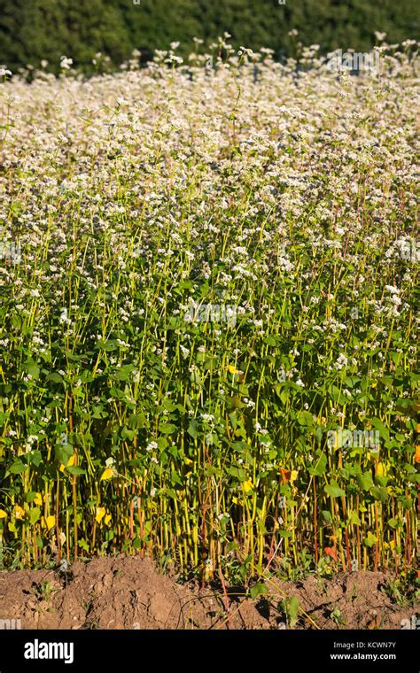 Engrais azoté Banque de photographies et dimages à haute résolution