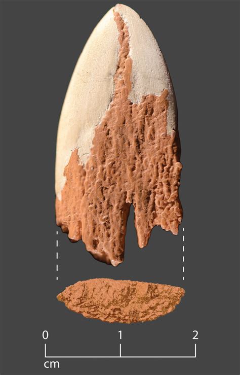 Year Old Projectile Point Found In Washington Sci News