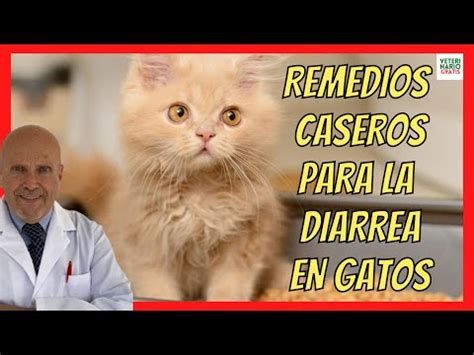 Porque Mi Gato Hace Popo Con Sangre El rincón de Isi