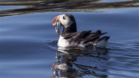 Puffin Tours - Reykjavik Sailors